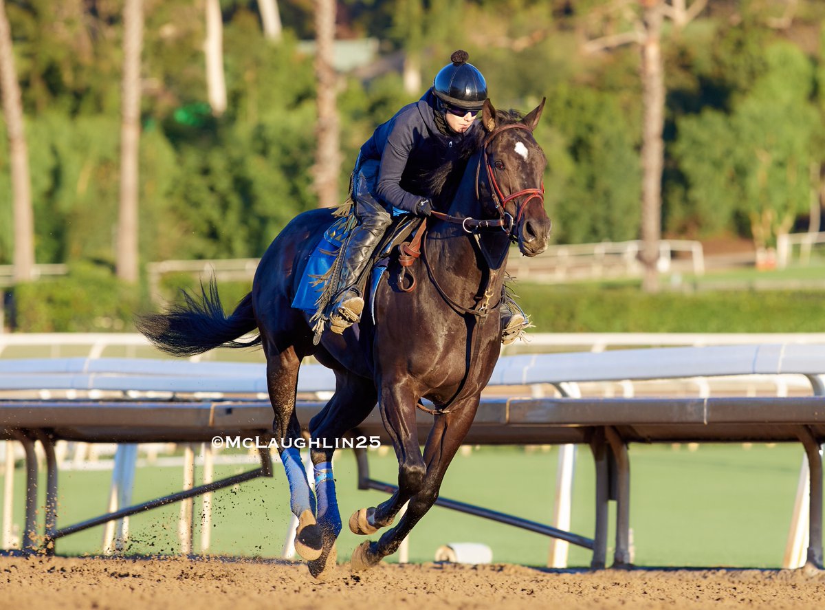 kimo16's tweet photo. Rodriguez this morning under Morgane Kervarrec for HoF trainer Bob Baffert @santaanitapark @StarlightRacing @BobBaffert @Morgane_mmk https://t.co/MzuiZzgfdS