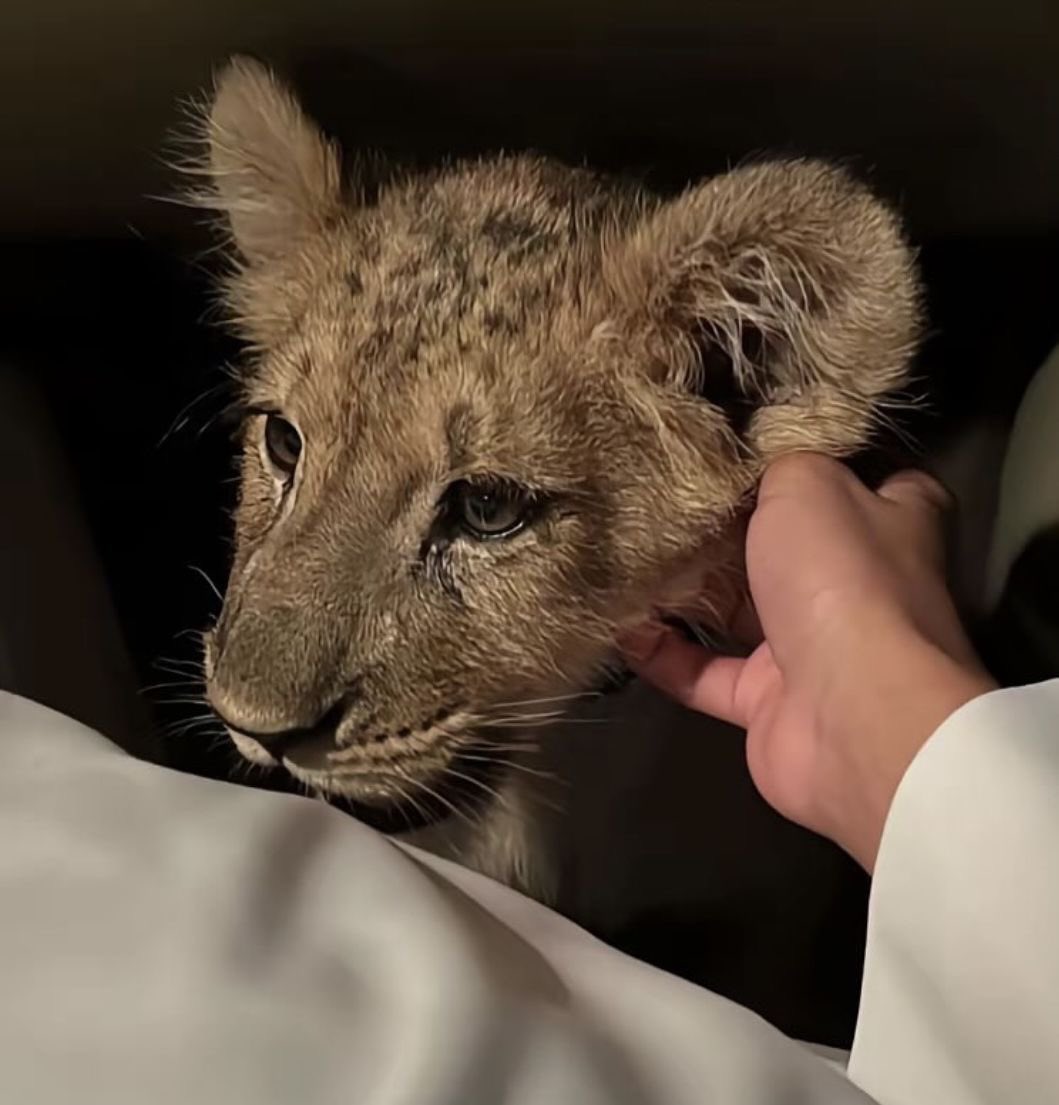 ستؤذيك الأشياء القريبة منك لأنك تعجز عن تجنبها أو حتى التفكير في تركها 🐆