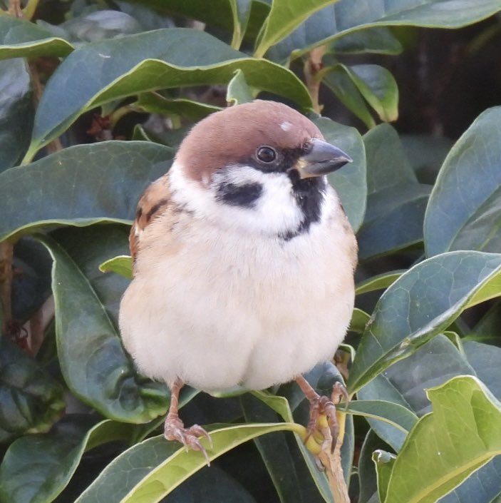 ちゅん太 ちゅん太 (@venerechi13) / Posts / X