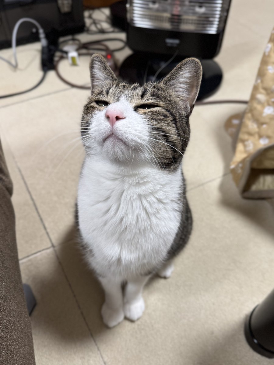 ぎんのねこ (@ginnonekoch) / Posts / X