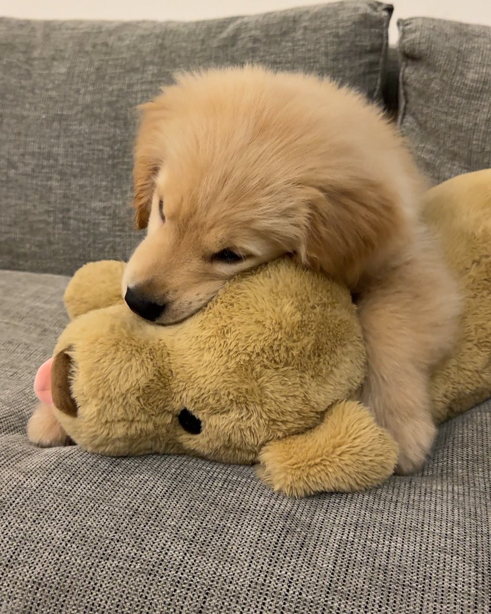 puppies video tweet media