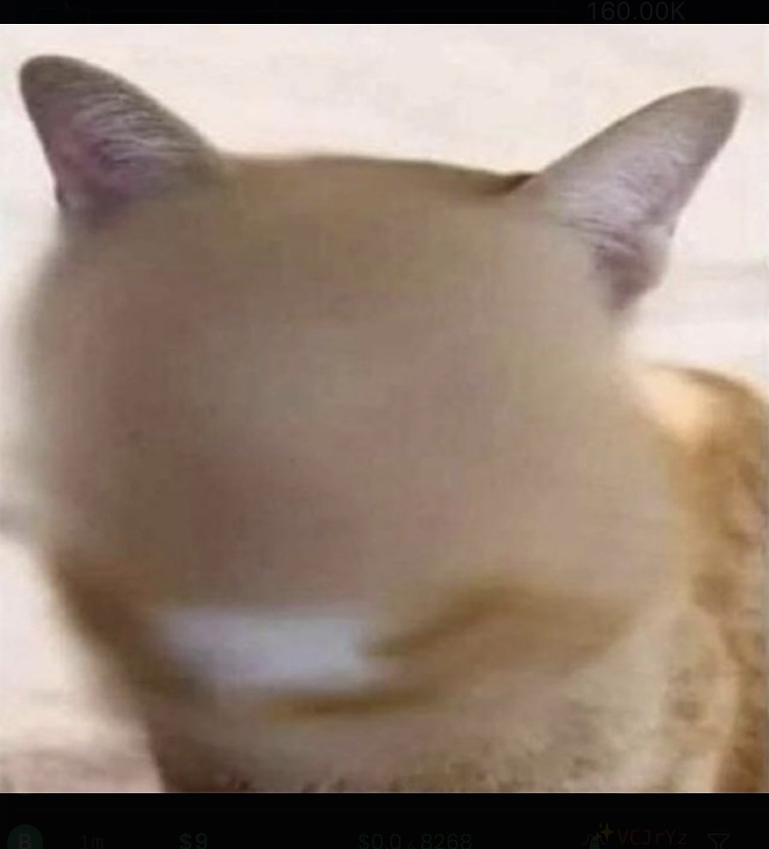 Privacy is the alpha. #zCAT is the internet private meme engine.