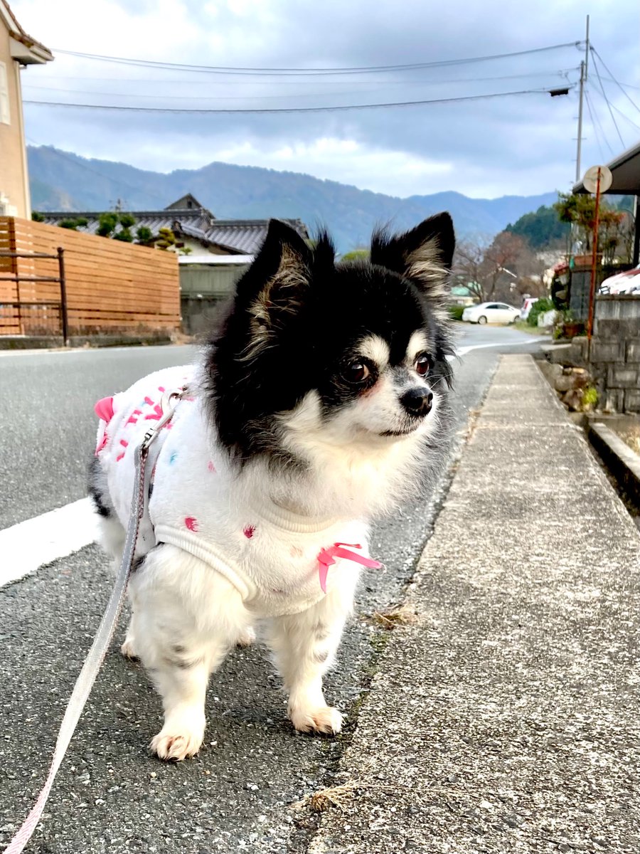 ModeLab_K's tweet image. おはようモーニング😀
今日は曇ってますよ。
お腹も治って元気に
散歩しましたよ♪