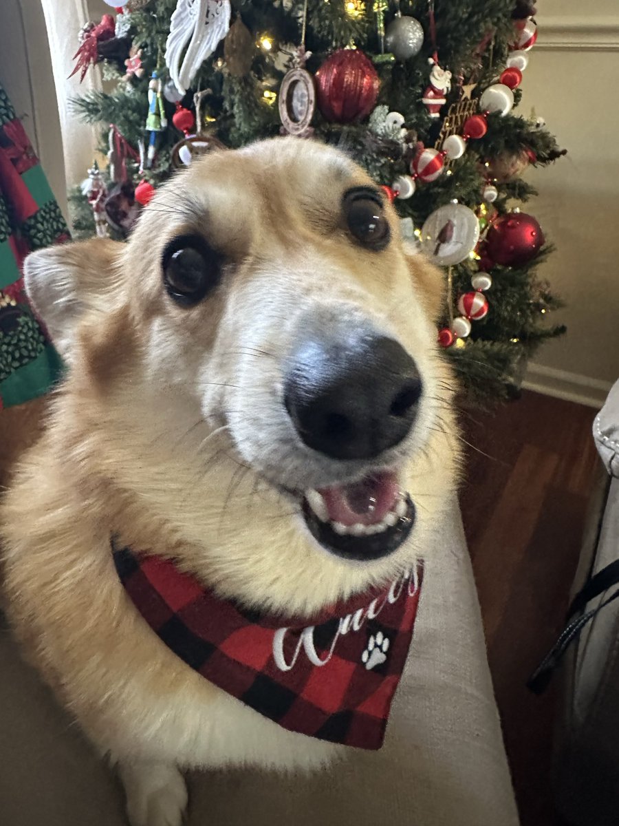 teachintn88's tweet image. Tried to get #christmas pics of my four legged kids today one sticks tongue out the other #corgi lol both on the naughty list #pets #dogs #cats