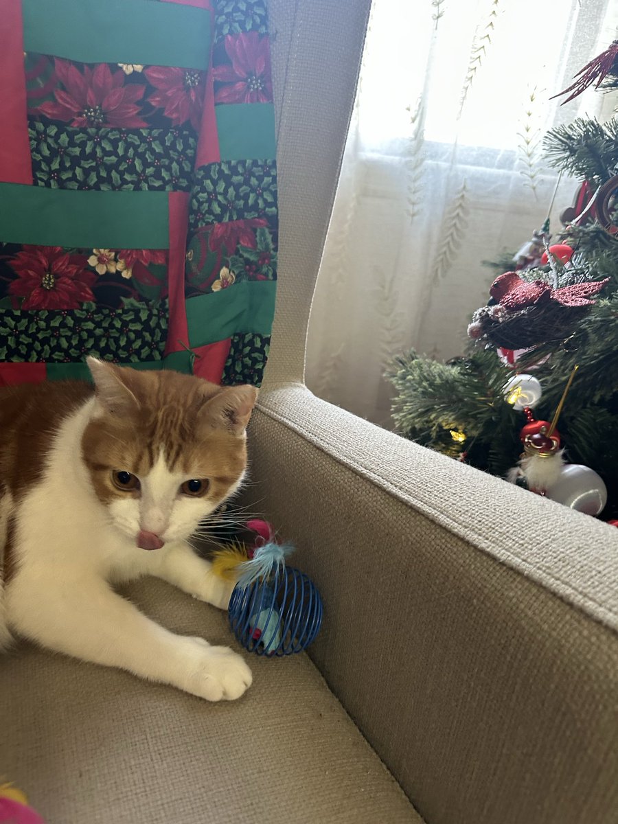 teachintn88's tweet image. Tried to get #christmas pics of my four legged kids today one sticks tongue out the other #corgi lol both on the naughty list #pets #dogs #cats