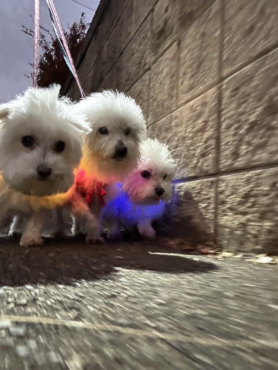 はるくんです ハルくん (@9Z8lquSv8B3FMpN) / Posts / X