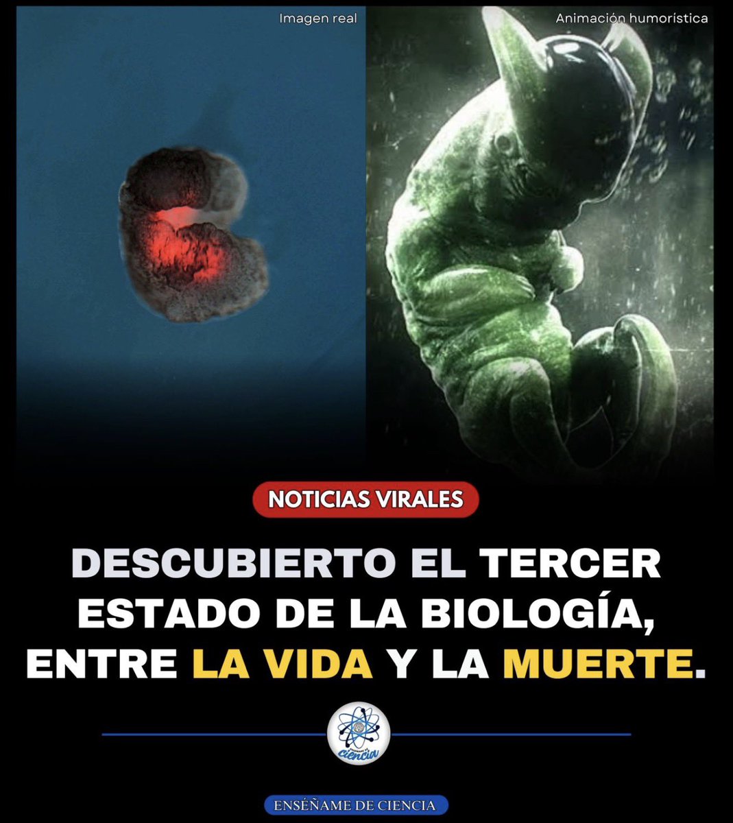 ¿Ni vivos ni muertos? Científicos descubren un sorprendente estado biológico intermedio 🧬✨. Tras la muerte, algunas células siguen activas, se reorganizan y forman estructuras funcionales (en laboratorio) 🔬. 

Un fenómeno que podría reescribir lo que sabemos sobre la vida… y