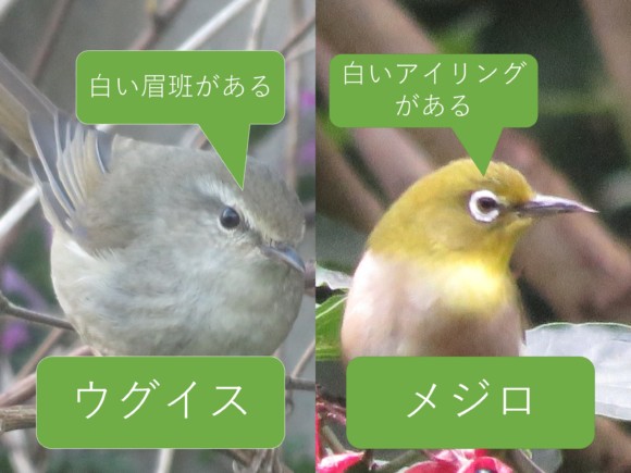 ヘブン先生が貰った小鳥は【ウグイス】ではなくて【メジロ】説