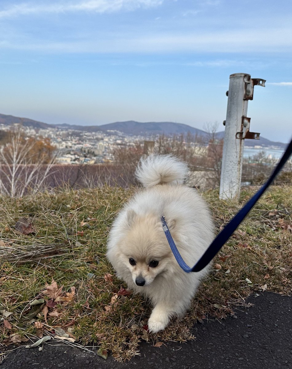雪溶けちゃったねー❄️
🐶葉っぱさん、また会えたね🍂
#ポメラニアン