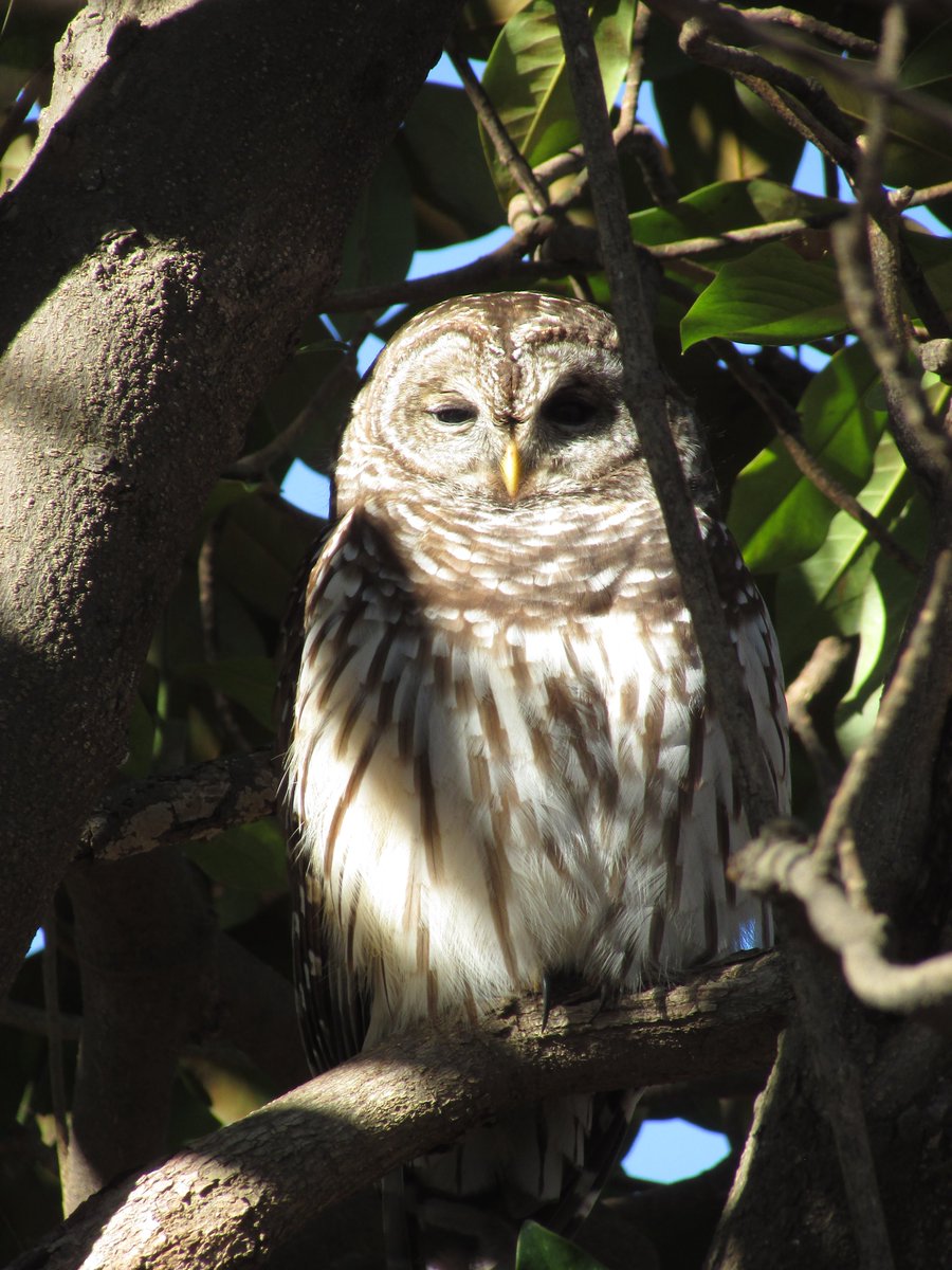 JediGesserit's tweet image. Is this Barred Owl trying to be &quot;Popeye&quot; or a Pirate?
