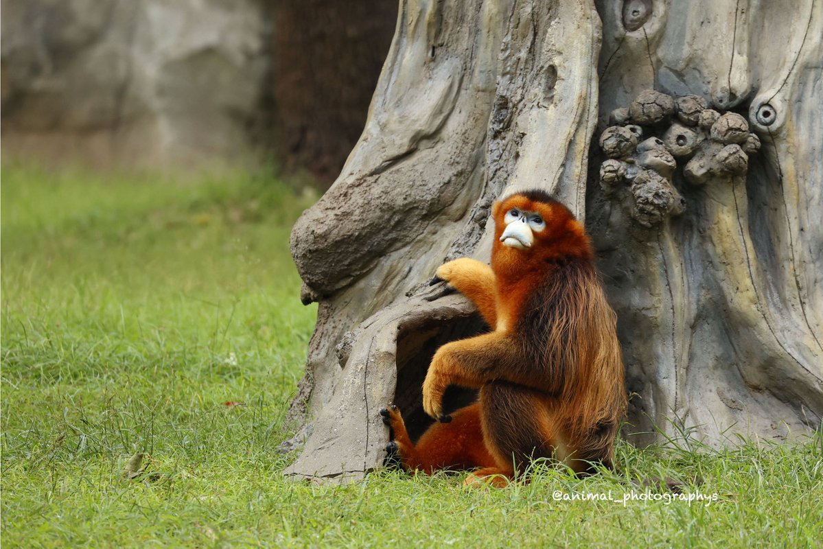 ちょむ子🍍 (@animal_photos2) / Posts / X