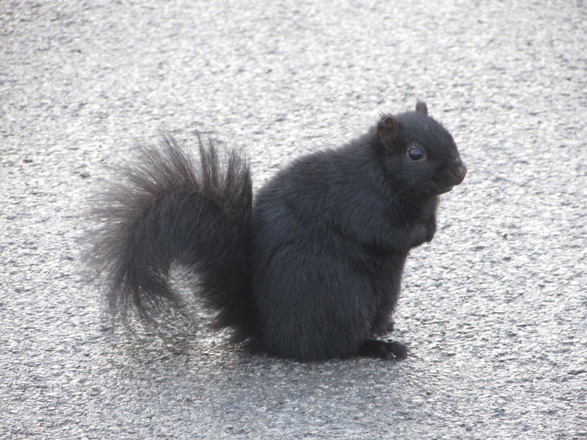 JediGesserit's tweet image. There are plenty of signs on Goat Island (Niagara Falls State Park), saying &quot;Do Not Feed The Squirrels.&quot; Another sign says the black squirrels are from Canada. He looks well fed, and they will pose, until you don&apos;t offer a modeling-fee of food.