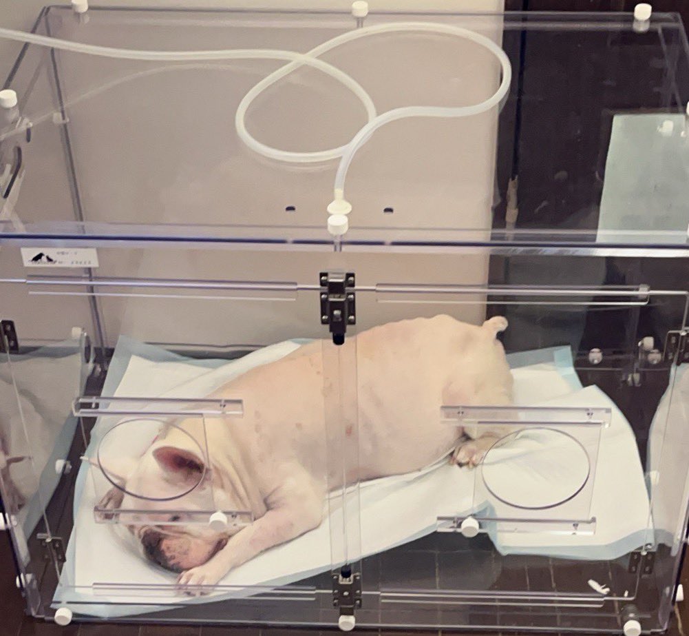 The most painful moment is when I check every morning to see if my beloved dog is alive as he enters the oxygen box.