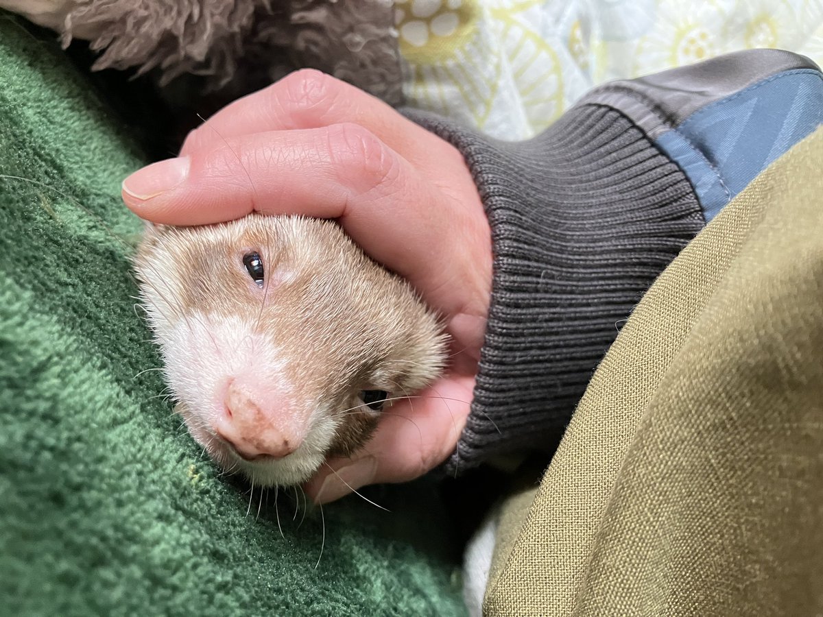 ぐっことガルガルʕ•ᴥ•ʔ通販再開待っててね (@guccoguchiko) / Posts / X