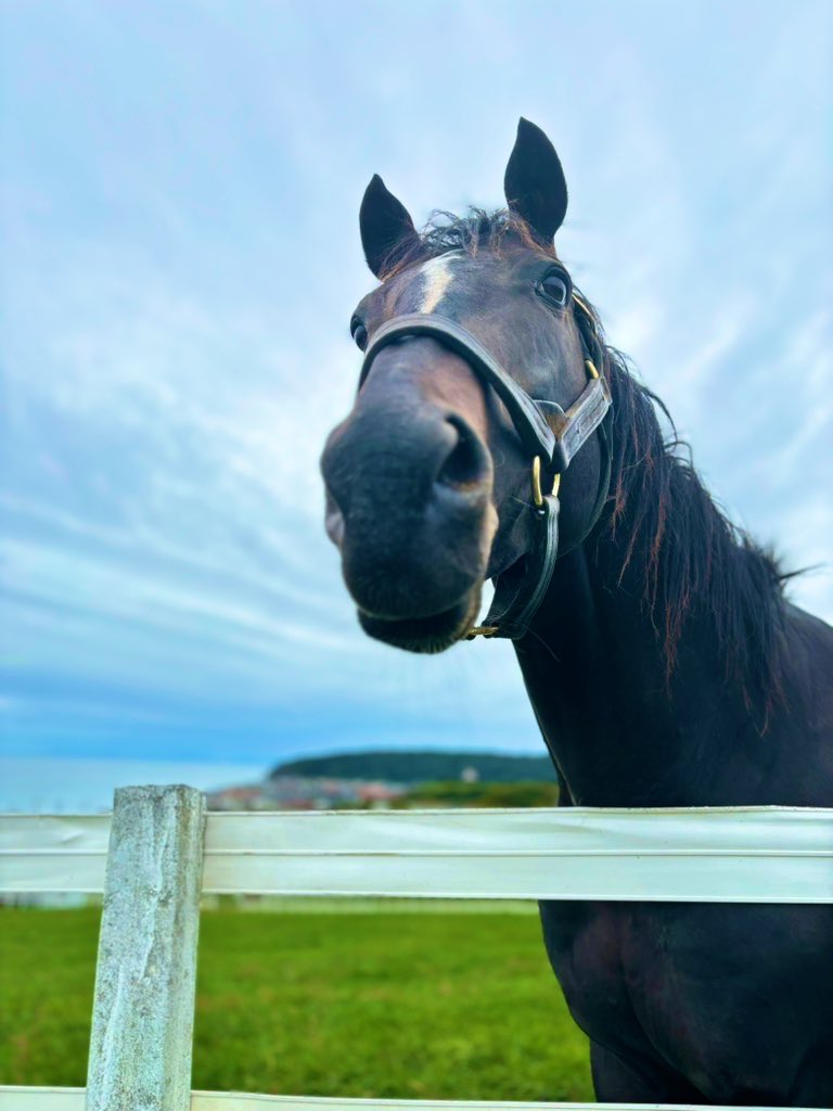 白馬牧場 (@hakubabokujou) / Posts / X