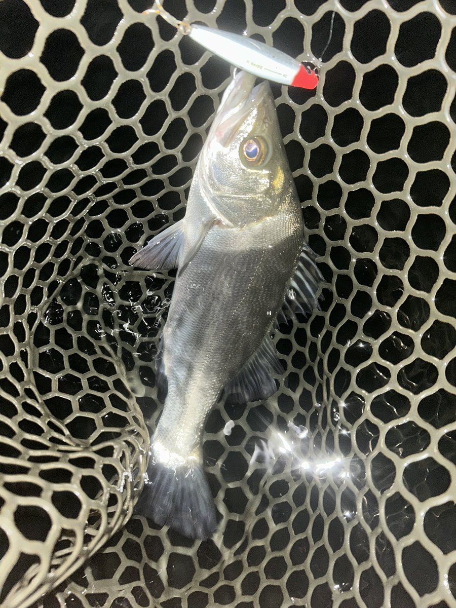 GONZO＠（hayaken) (@GONZOUDAIWA) / Posts / X