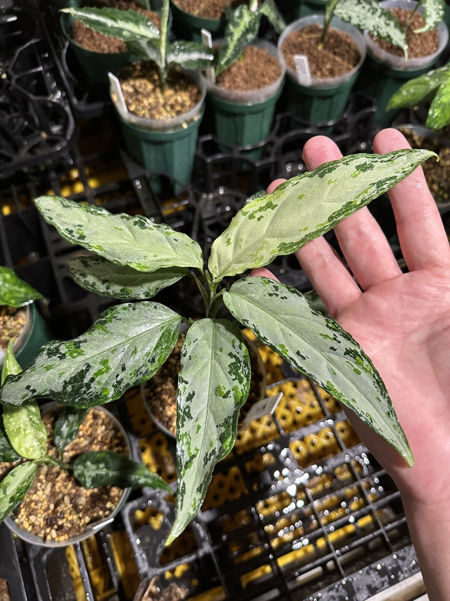 おはようございます☀ 葉っぱの裏洗浄中😏 7月にTZさんから購入した株