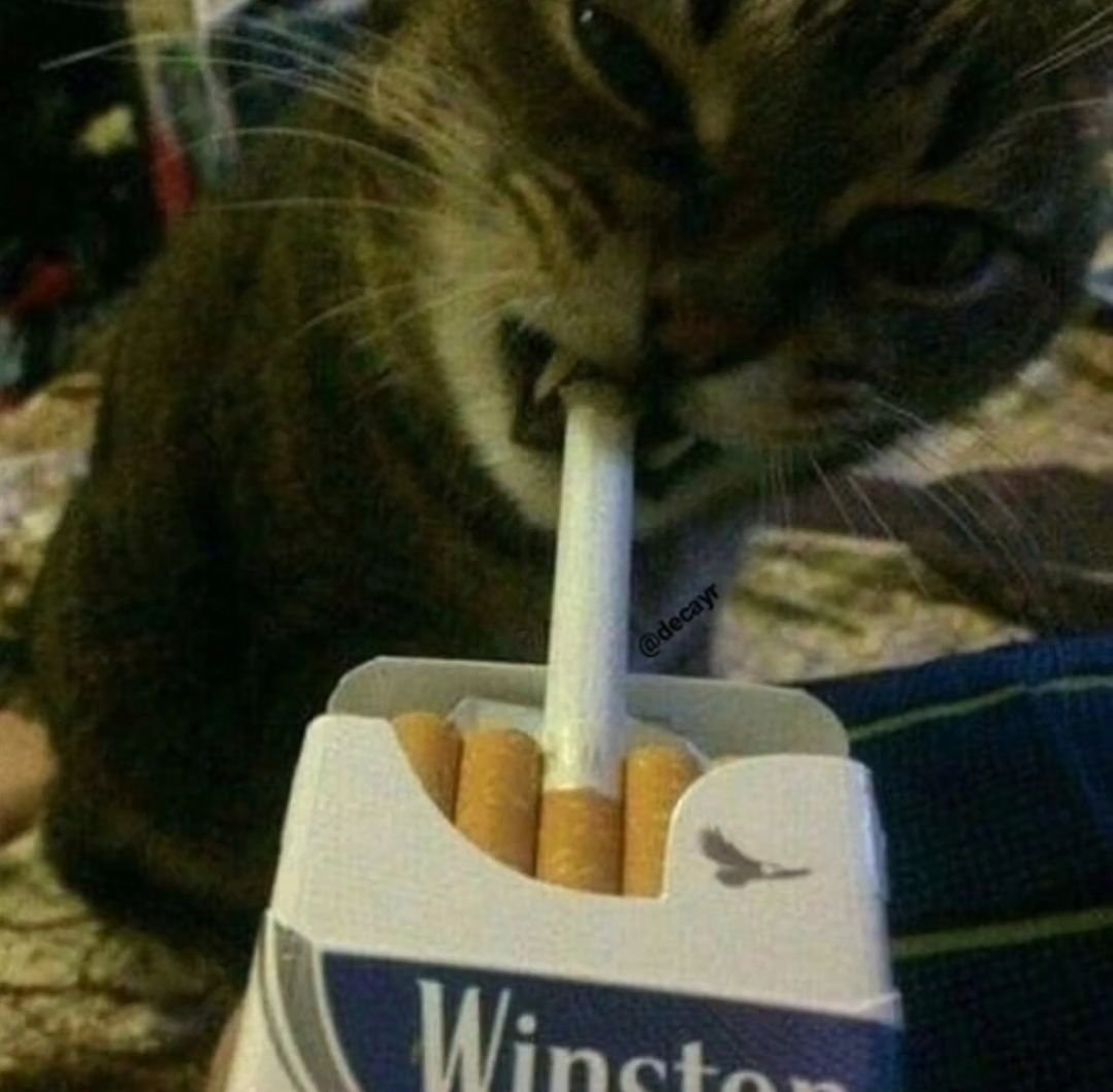 Punch Cat (@punchingcat) on Twitter photo 