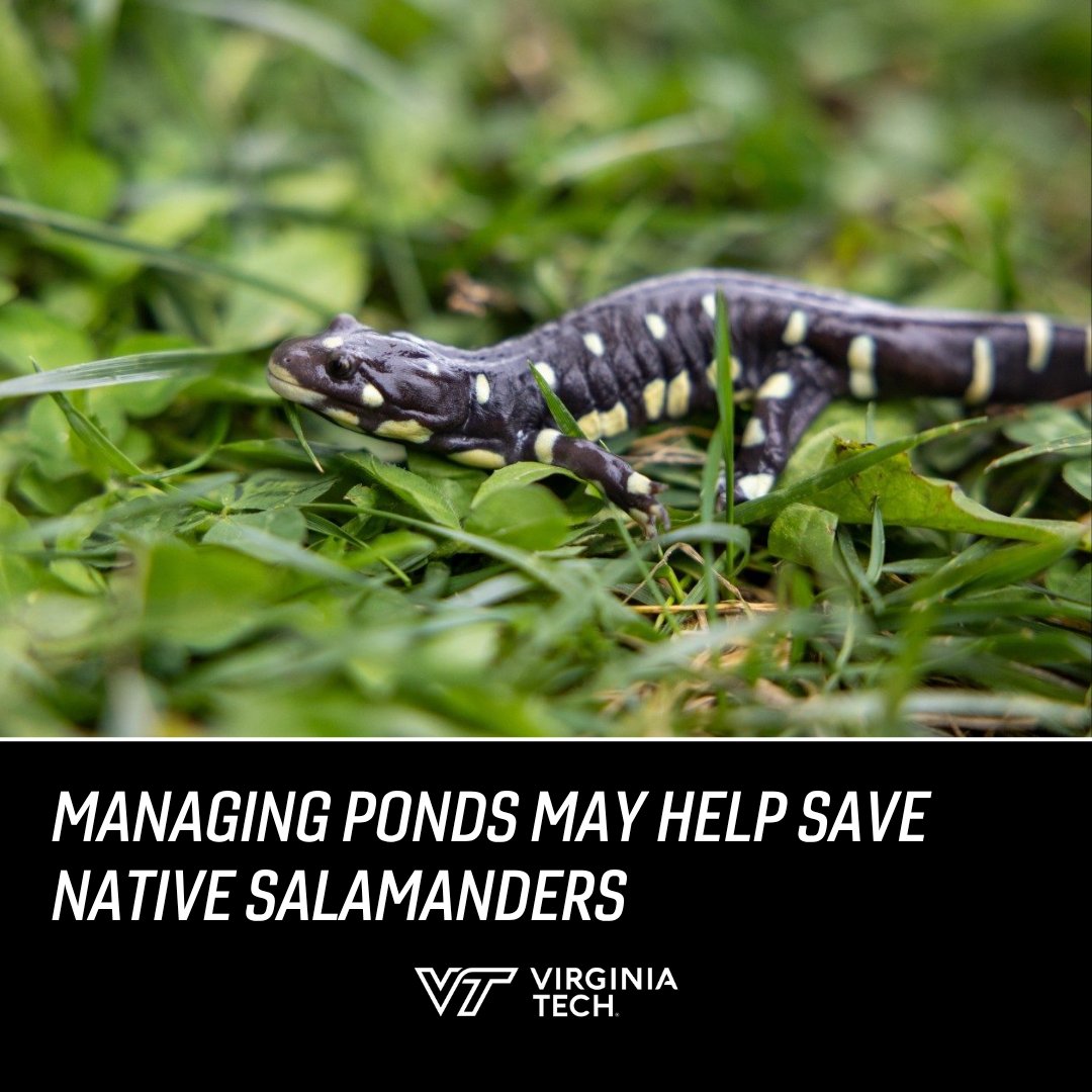 virginia_tech's tweet image. A new #VirginiaTech study shows that controlling pond water levels and removing invasive hybrids may be key to protecting the endangered California tiger salamander. 🦎 

🔗: brnw.ch/21wXL06