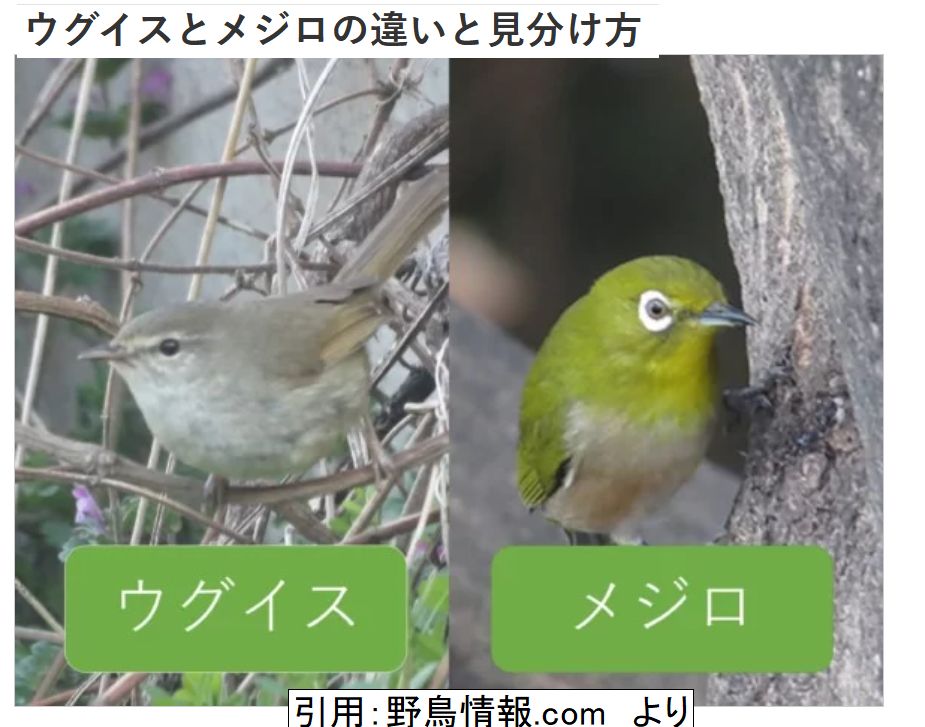 NHK さま。今朝の #ばけばけ (41)第9週「スキップ、ト、ウグイス。」の