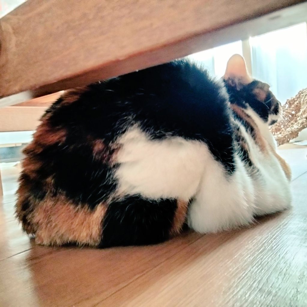 こんもりと　積もっているよ　けつようび
#三毛猫
#けつようび