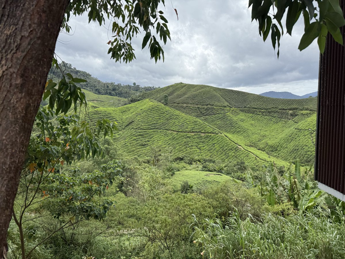 walismi's tweet photo. Tea, highlands, cool air. #travel . Enhances taste ? https://t.co/XHpVF0nBbK