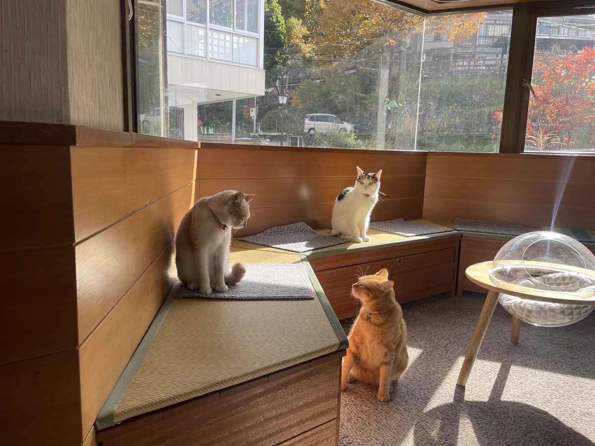 えむねこ (@emu_neko) / Posts / X