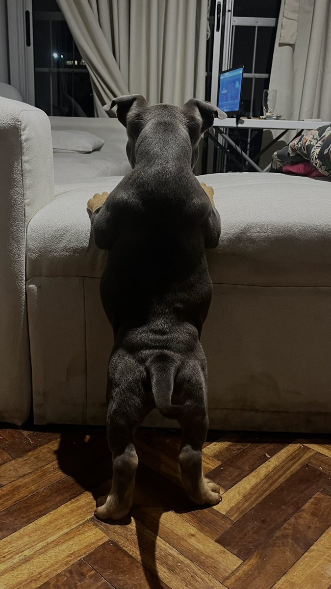 frankit0_23's tweet photo. Bienvenido gordito 🦍 https://t.co/FXkMPH1nJU