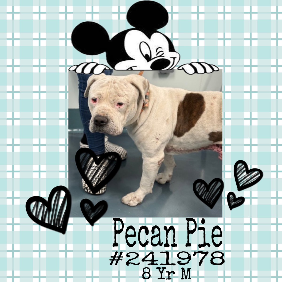 Quinnqueens's tweet image. 💫🤎 P͙E͙C͙A͙N͙  P͙I͙E͙ 🤎💫
#241978 #QueensACC 8 Yr M
Listed TBK 11/25
#SaveOurSeniors
He has severe pyoderma🚑 Needs regular bathing/topical treatments that they won’t provide. Only 1 pic, Very friendly &amp;amp; volunteer fav💫#AdoptMe #Foster #Pledge4Rescue🤎
nycacc.app/browse/241978