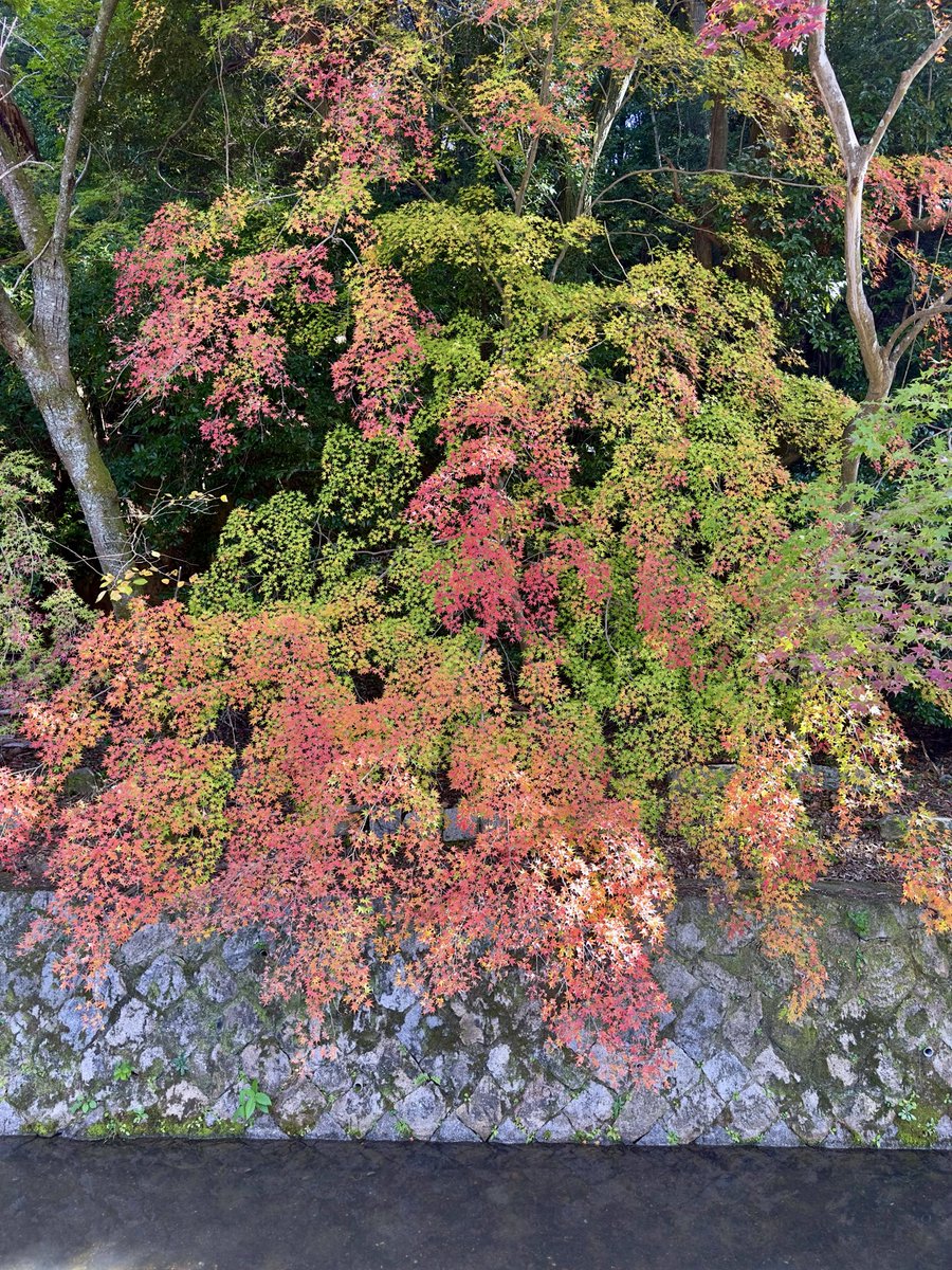 Tanukinomori_jp's tweet photo. Philosopher’s Path in beautiful fall colors🍁

It’s always pleasant to stroll along this path.

#photography #autumn #kyoto #parh #nature #leaves #japan https://t.co/l2d209f9Re
