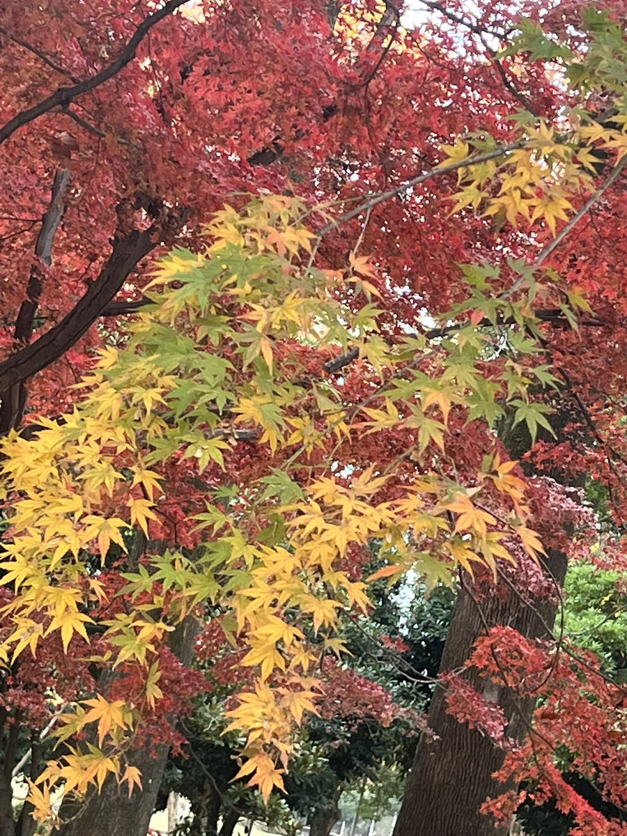 do_shima's tweet photo. 紅葉を狩り、キッチンカーのおにぎりを食べ、献血しようとしたら飲んでる薬のせいでNGなことが判明するなどした。 https://t.co/aUa2EYaKQ6