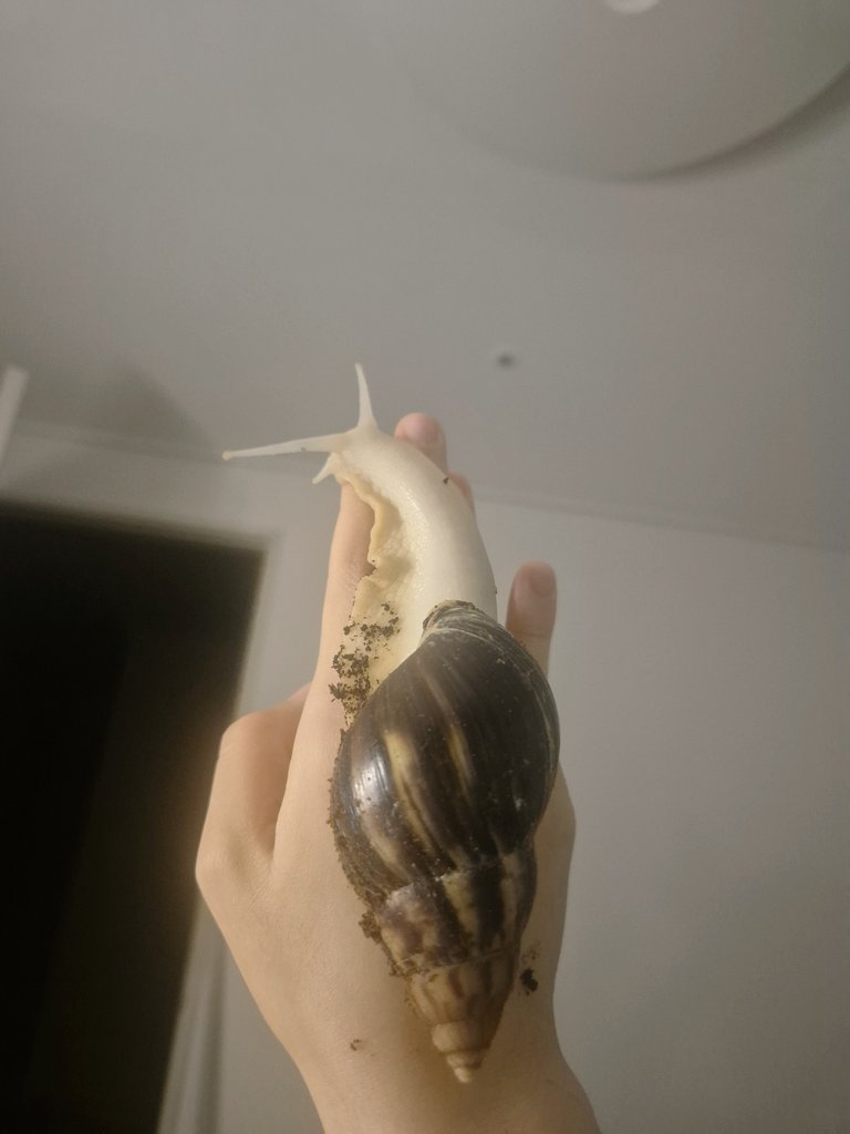 const_snail's tweet image. 많이 컸다