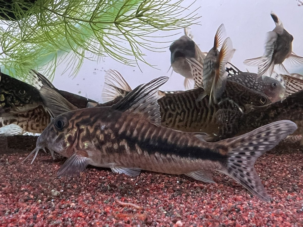 kimuraebinamazu's tweet image. コリドラスあれこれ😄
先日の熊騒動…なんとタヌキの見間違いだったようです🤣
まぁタヌキもあぶないですから…笑
#コリドラス