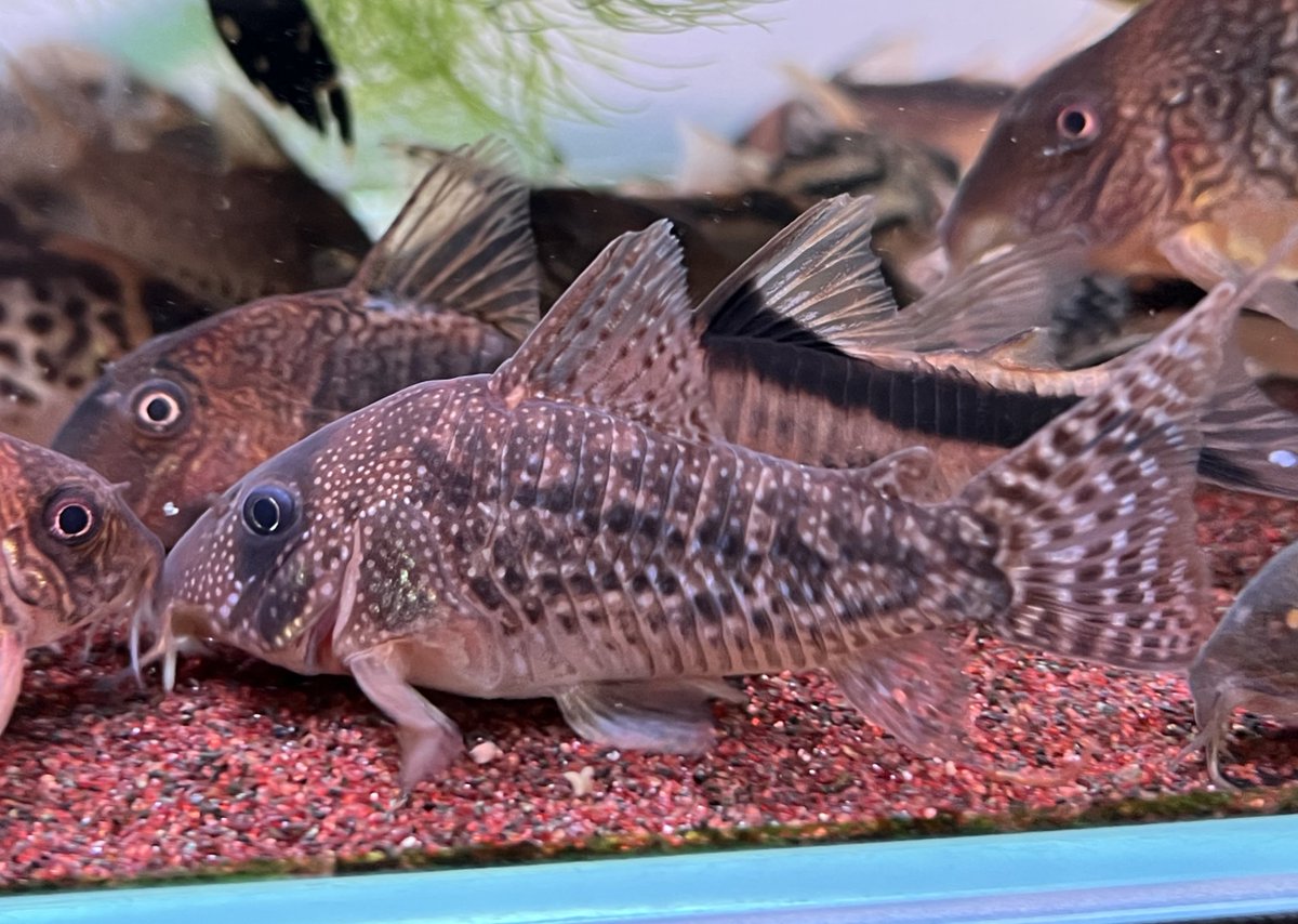 kimuraebinamazu's tweet image. コリドラスあれこれ😄
先日の熊騒動…なんとタヌキの見間違いだったようです🤣
まぁタヌキもあぶないですから…笑
#コリドラス