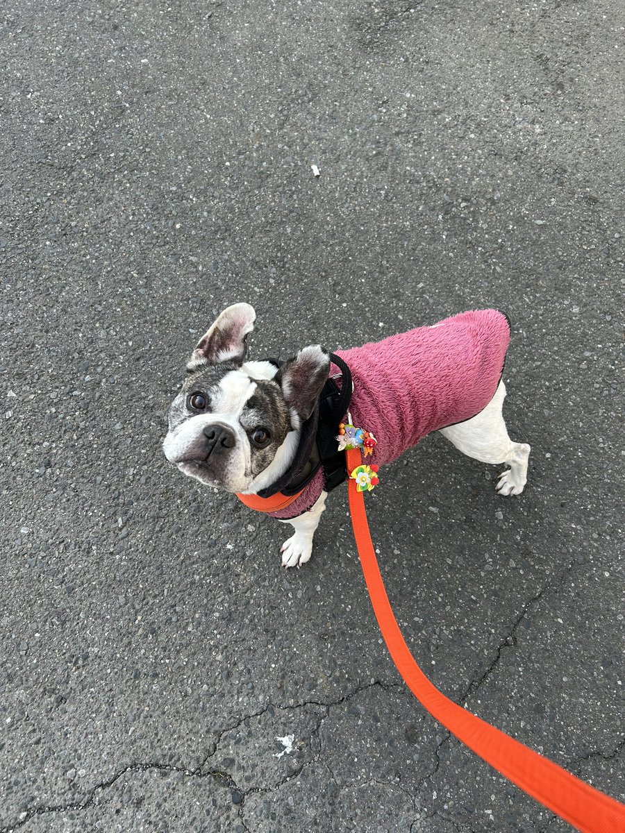 妻はインフルから回復して後は食べて体力を戻すだけ。私は食欲の秋を爆進中。ヤバイ💦おはようございます☀