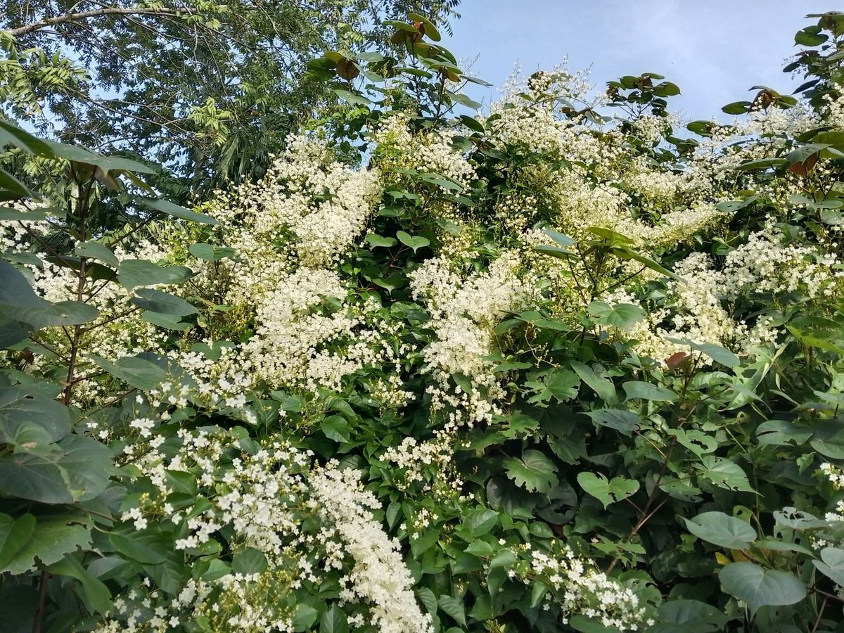 หนึ่งปีบานแค่หนึ่งครั้ง กลิ่นหอมมากมาย ดอกลัดดาวัลย์