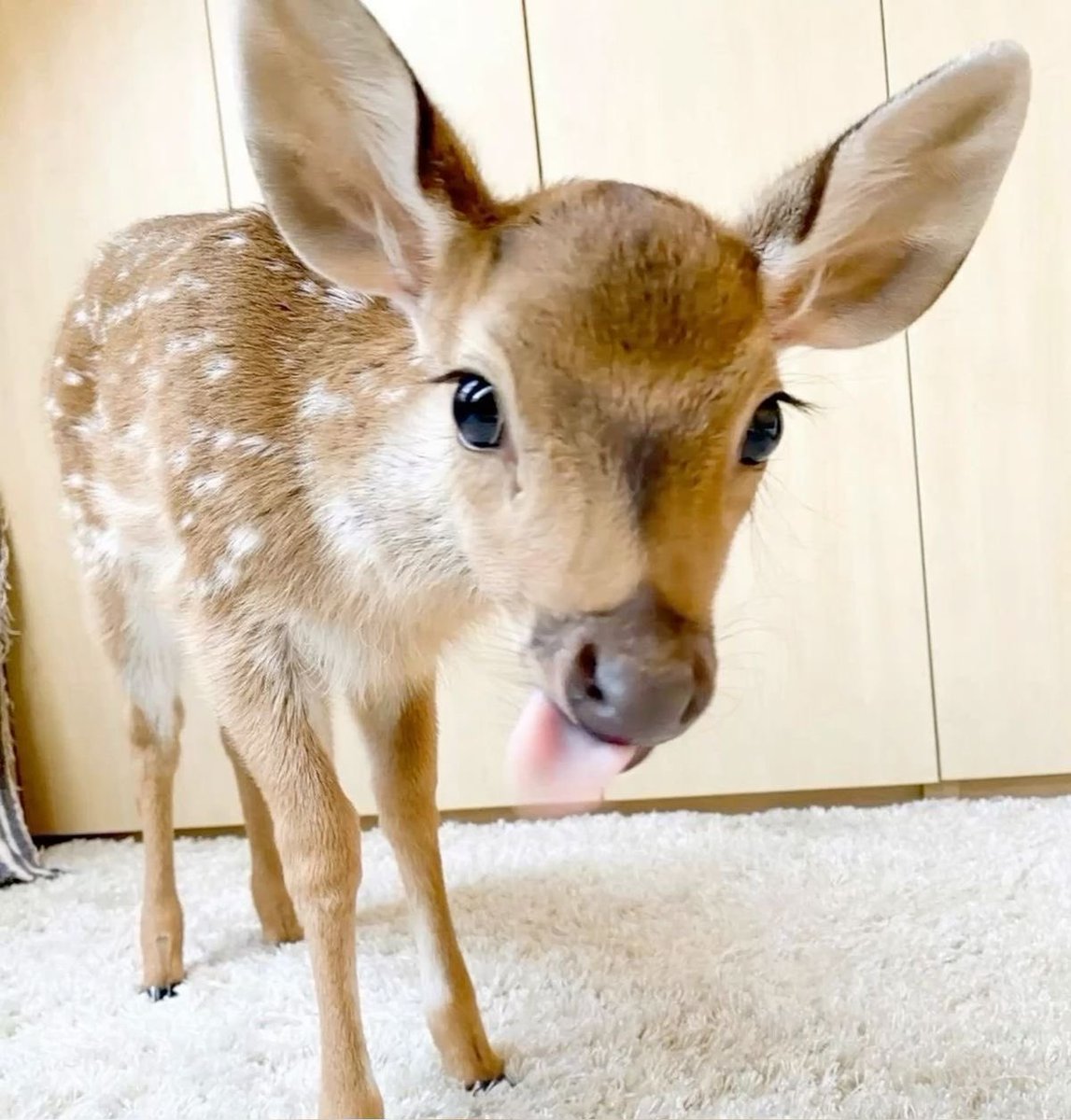 glusong's tweet image. :P