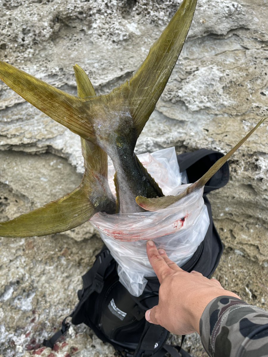 ヨネスケ🎣日本一周釣りYouTuber (@Fisher_blog) / Posts / X