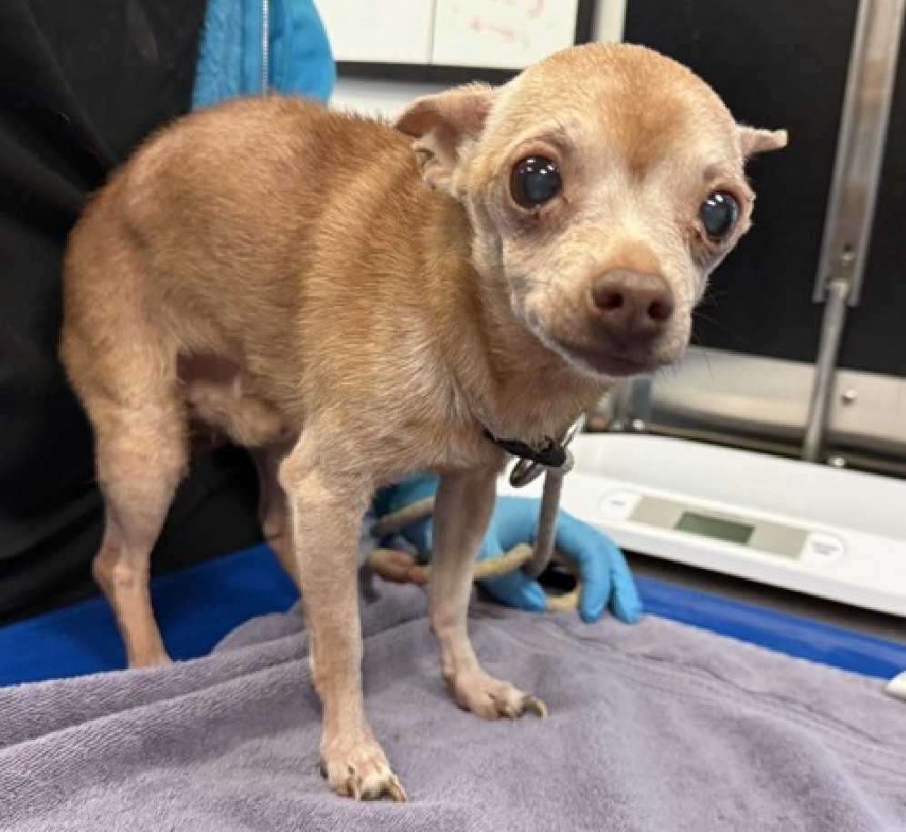 nyc_lilpaws2025's tweet photo. Paco has been put in an ACC foster home.
Please continue sharing him until he is rescued or adopted https://t.co/KZX8Qxitdm