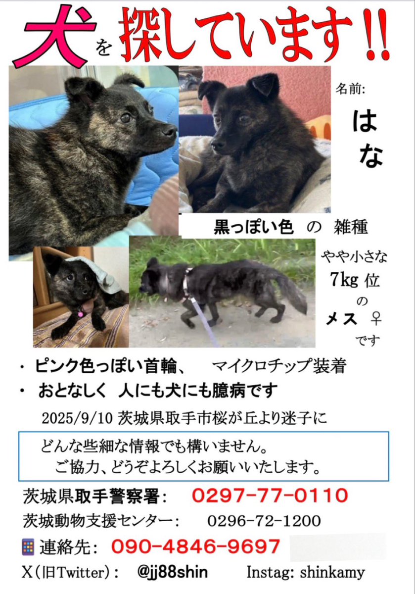 jj88shin's tweet photo. #迷子犬 「はな」まだ見つかりません 些細な情報でもご連絡下さい 黒っぽい雑種 ♀7kg・ピンクの首輪 人にも犬にも懐いていません  寒いネ元気でいてネ 最終目撃 10/2 戸頭神社から #利根川河川敷    9/10 #茨城県 #取手市 桜が丘より逃  #守谷市  📞 090-4846-9697 X: @jj88shin https://t.co/6ik4az3BpO