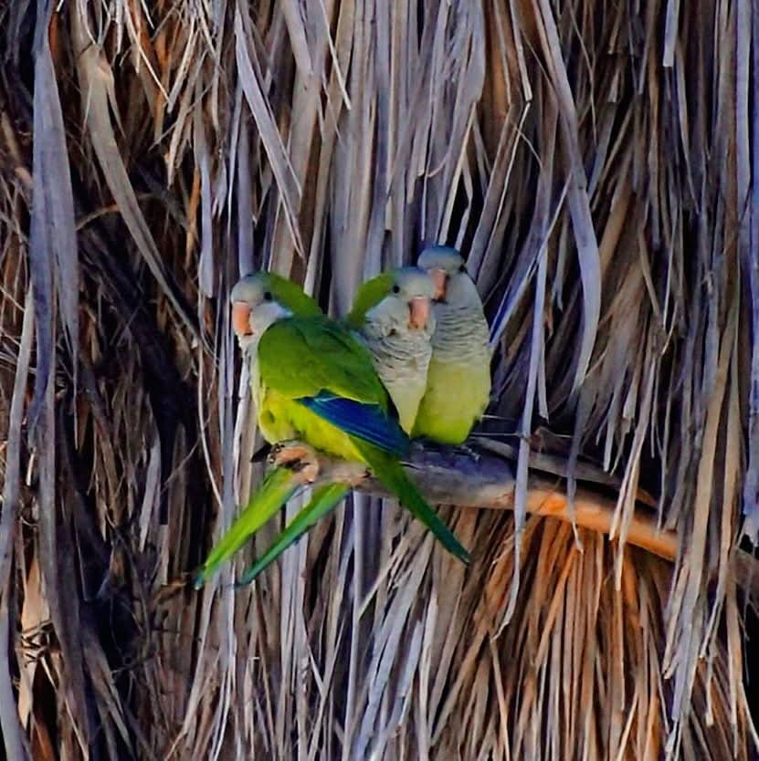 🦜🦜🦜
"Los periquitos ya están en la cama"
📸Foto:  <a href="/geralbeatle/">@geralbeatle</a>  
® (Geral Rosales) #Durango #Mexico