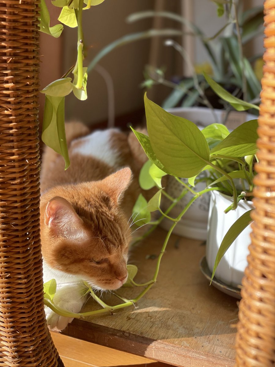 ねこの好きなとこって
思いがけないとこが多い。。