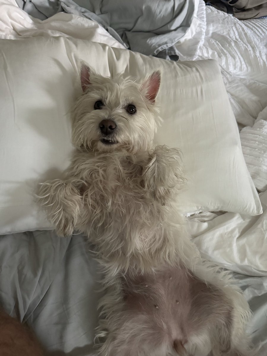 Lunker35's tweet image. You’ve never met this….ferocious apex predator.