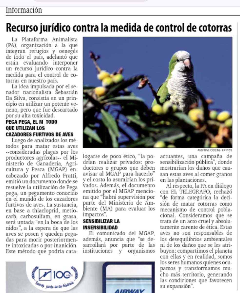 Frente a la decisión del gobierno de #Uruguay de exterminar cotorras, estamos evaluando acciones legales para impedirlo.
Agradecemos a: <a href="/el_telegrafo/">El Telégrafo Ecuador</a>.official 
facebook.com/share/1ZKV3oZn…
Y a @marilinaodella por la entrevista y visibilizar nuestro trabajo.