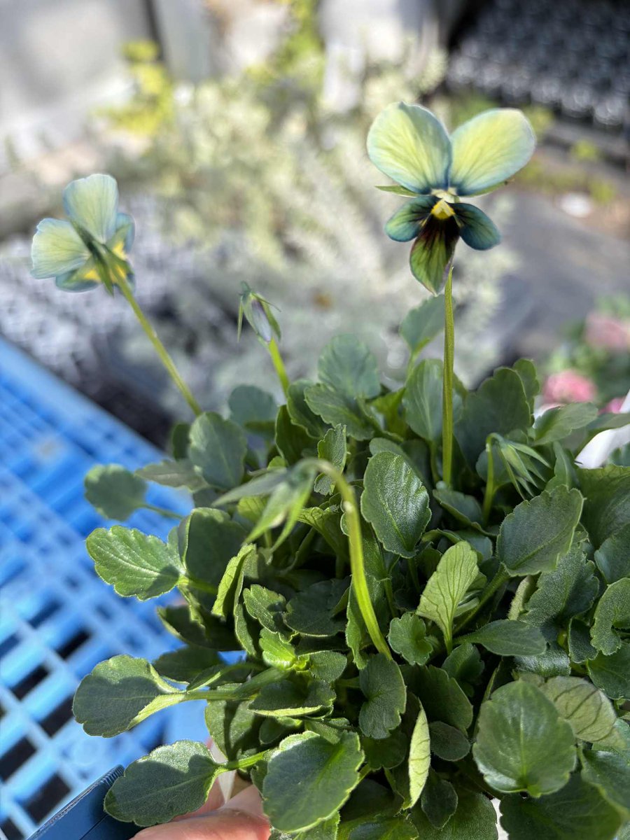 ビオラ【すみれ図鑑】1ポット　11月20日終了 希少