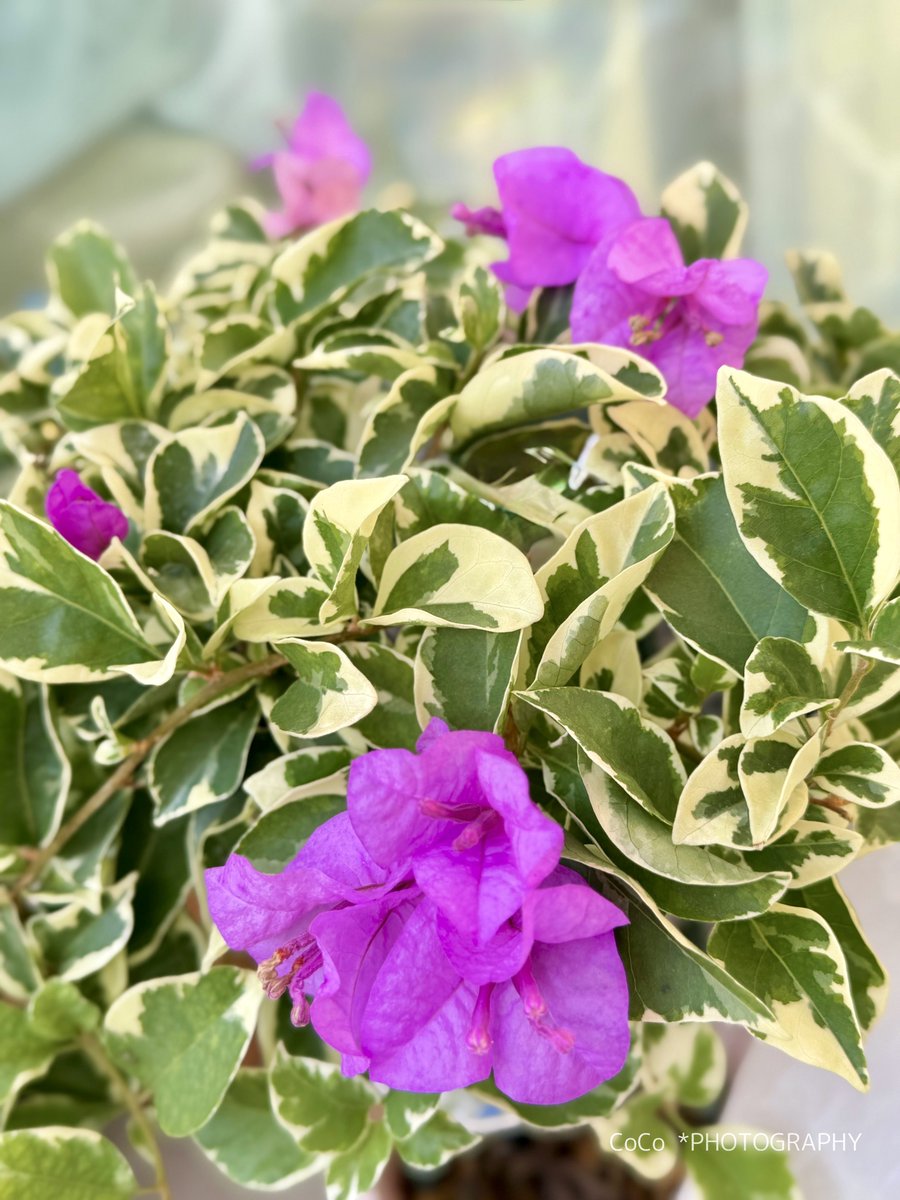 coco (@39coco39coco) / Posts / X