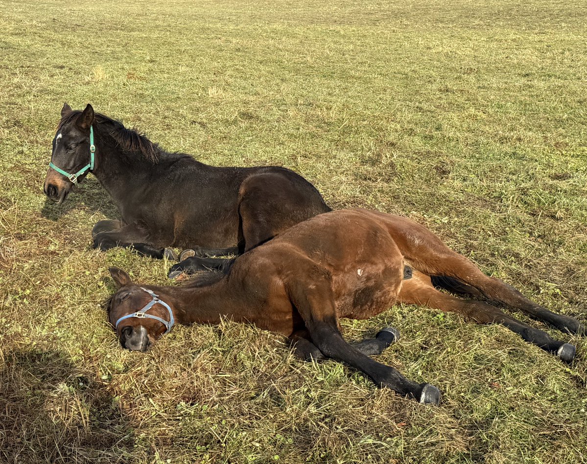 oumanobaketu's tweet image. 今朝は暖かい
おはよーございます🐴