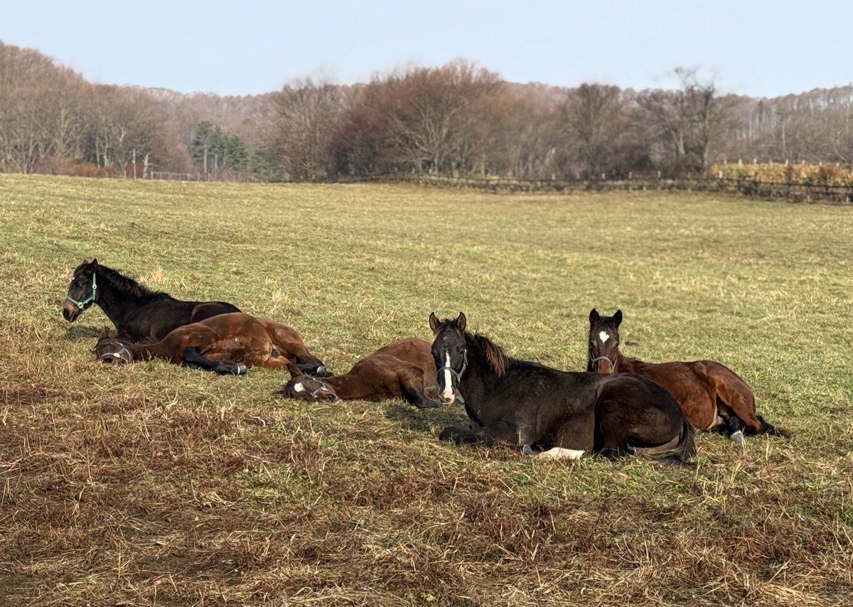 oumanobaketu's tweet image. 今朝は暖かい
おはよーございます🐴