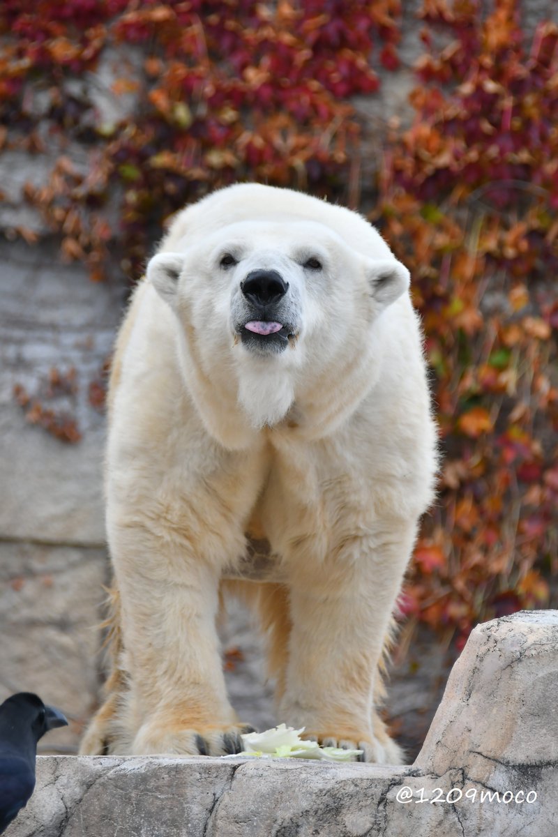 可愛い舌出しララちゃん💗(とララがお顔を上げる度に写り込んでくるカラス)でおはようございます😛
（20251123 円山）

#ホッキョクグマ 
#polarbear 
#円山動物園 
#maruyamazoo
