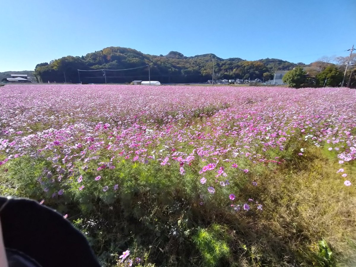 rapioji's tweet image. （週明けちまったが）今週もお疲れ様朝ラー♪
師走に向けて忙しくなってきたな…来週から（もう今週だが）かなり仕事がきつそうだ…
2枚目の写真は車のオイル交換待ち時間に散歩中に立ち寄ったコスモス畑
#朝ラーメン
#山岡家